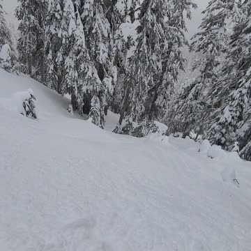 Lynx Shredder in deep pow.