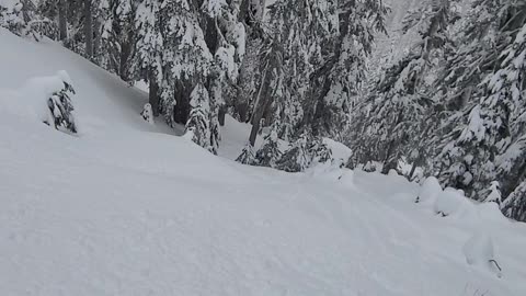 Lynx Shredder in deep pow.