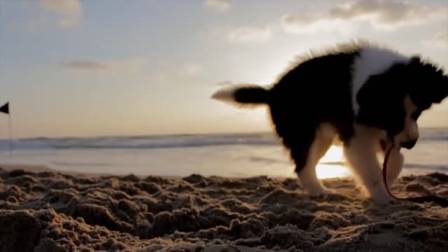 Cute puppy