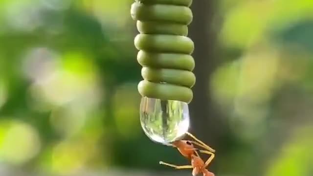 Nature..