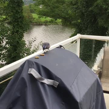 Bluejay getting his morning peanuts