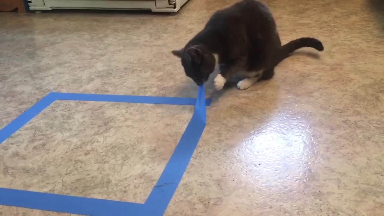 Putting tapes on the ground and seeing if cats are going in it.