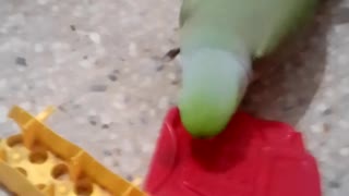 Parrot is playing with a toy so cuetly