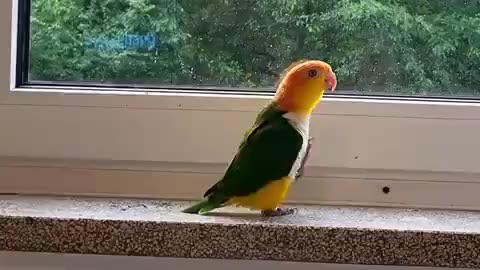 parrot