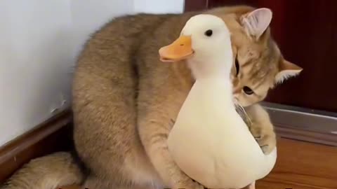 Cat Life: Before and after marriage