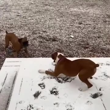 Funny cat and dogs 😂😂