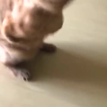 It’s an angel with broken wings