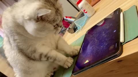 Impatient kitten forced to catch mice, not real mice, stop playing