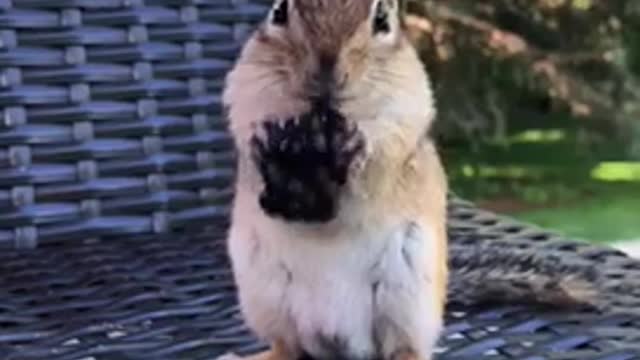 Chipmunk Devours Delightful Berry