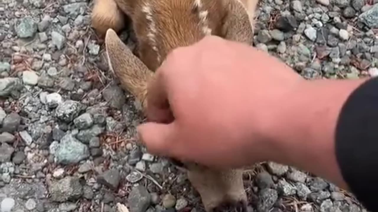 Friendly fawn comes to by forehead scratches.