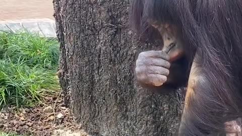 orangutans