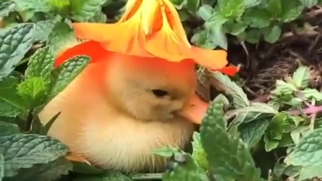 small cute duck