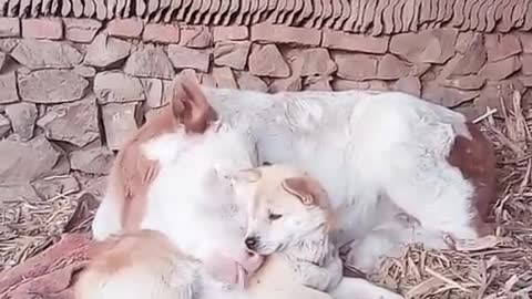 Dog Becomes Best Friends With A Cow