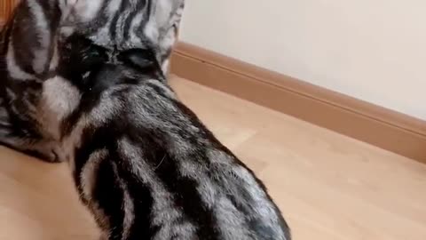 Fight
