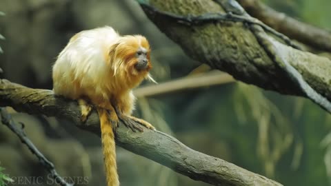 Jungle Wildlife In 4K - Animals That Call The Jungle Home