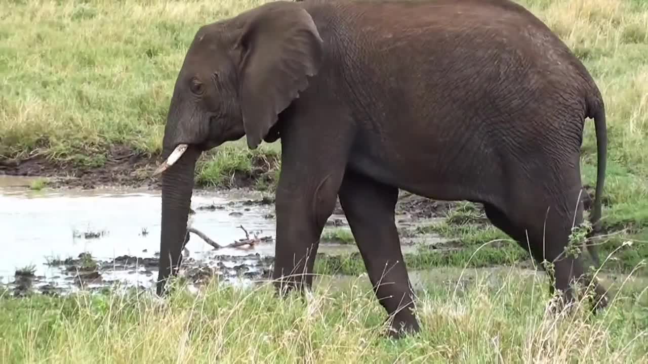 Animals creative video 4K