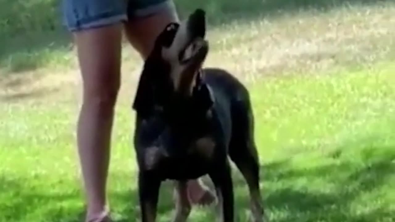 Funny Animals Video Part #19