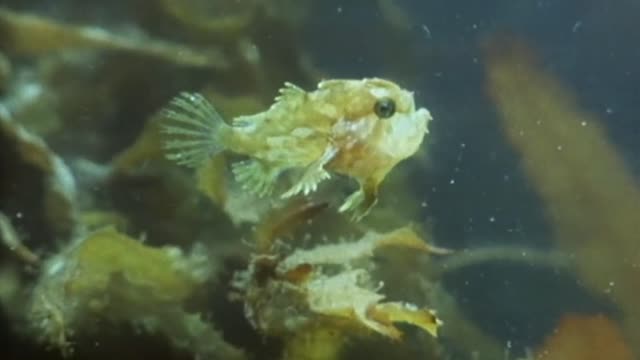 Frog Fish