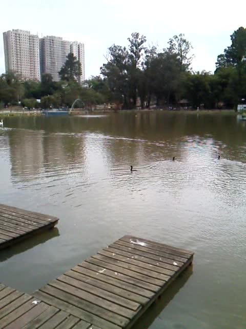 No parque municipal de barueri os pato .lago