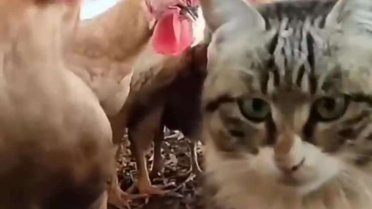 Cute kitten and baby chick fighting