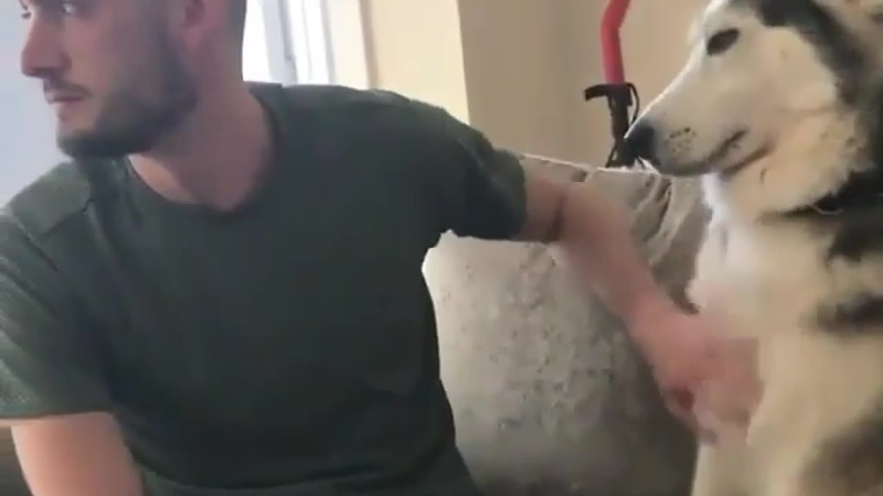 Funny dog