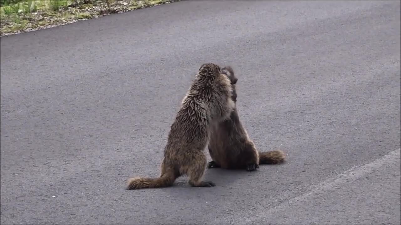 Two groundhogs were fighting in the middle of the road! It feels like a dance!