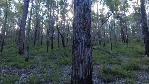 Noggerup Shelter On The Bibbulmun Track