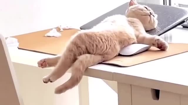 relaxing cat