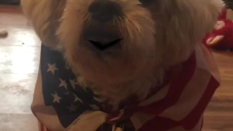 Patriot Loulou aka Louis news 📰 since those MSM fruitcakes only puts FAKE news 📰🇺🇸🇺🇸💙🇺🇸😳😳
