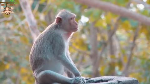 Monkey video