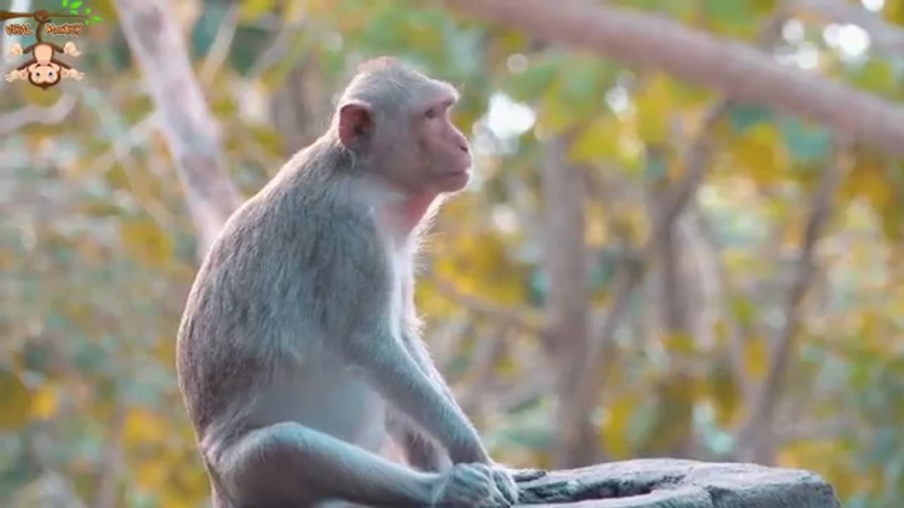 Monkey video
