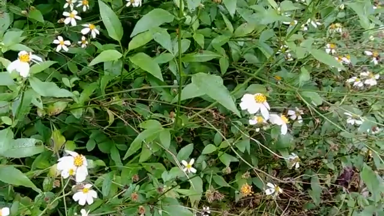 White cosmos flower video in Nature