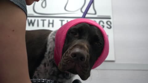 Crazy hunting dog gets his first groom / German shorthaired pointer