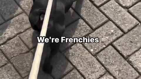 We are Frenchies