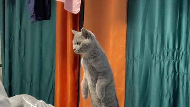 Laugh out loud with the FUNNIEST CATS right here!#26