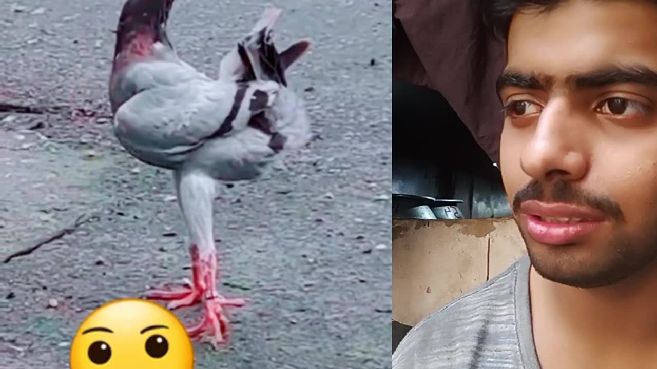 Insaan ne ki ungli funny reaction video haseeb vc wala