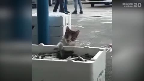 Cute animals