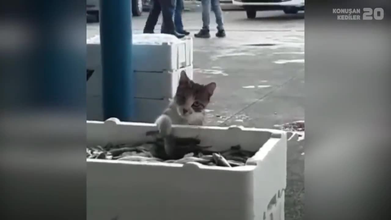 Cute animals