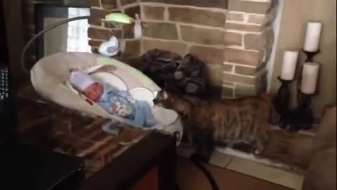 Cats Meet Babies For The First Time