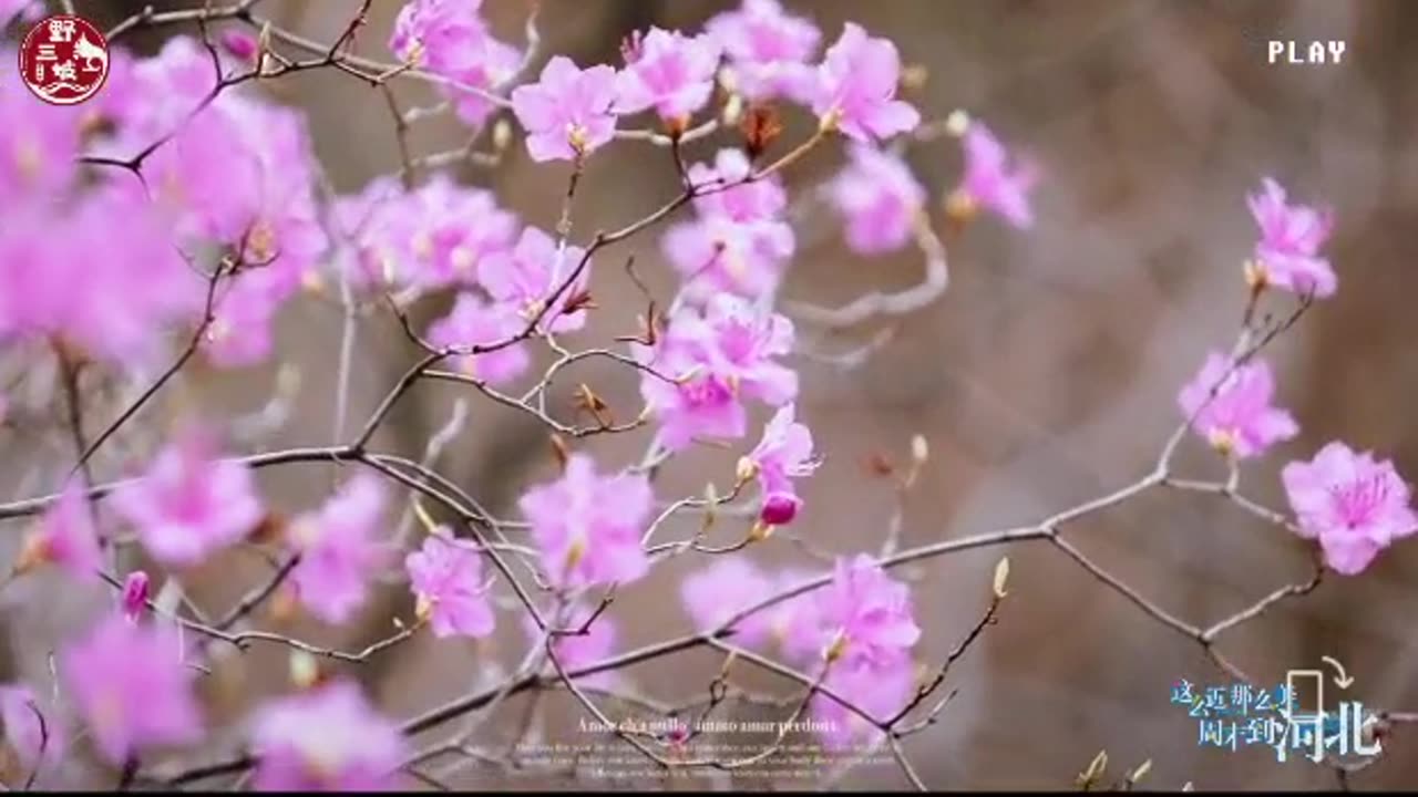 China's most beautiful flower mountain Yesanpo, Hebei Province