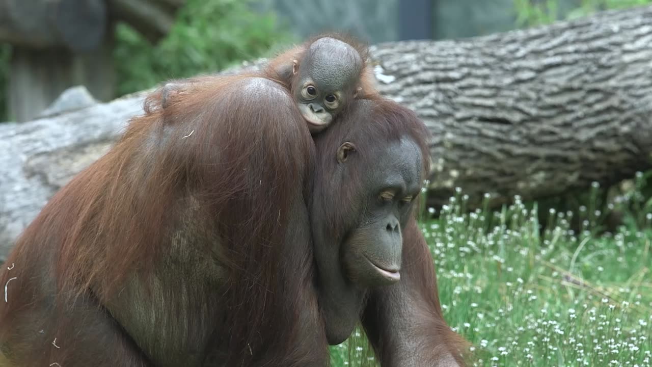 Adorable Baby Ape's Day Out With Mum 2