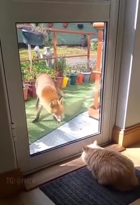 Cat attacking Fox 🦊🦊🦊🦊🦊🦊🦊🦊