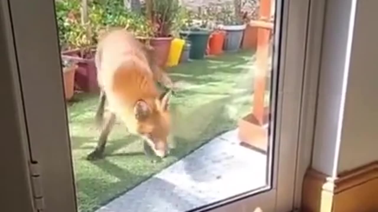 Cat attacking Fox 🦊🦊🦊🦊🦊🦊🦊🦊