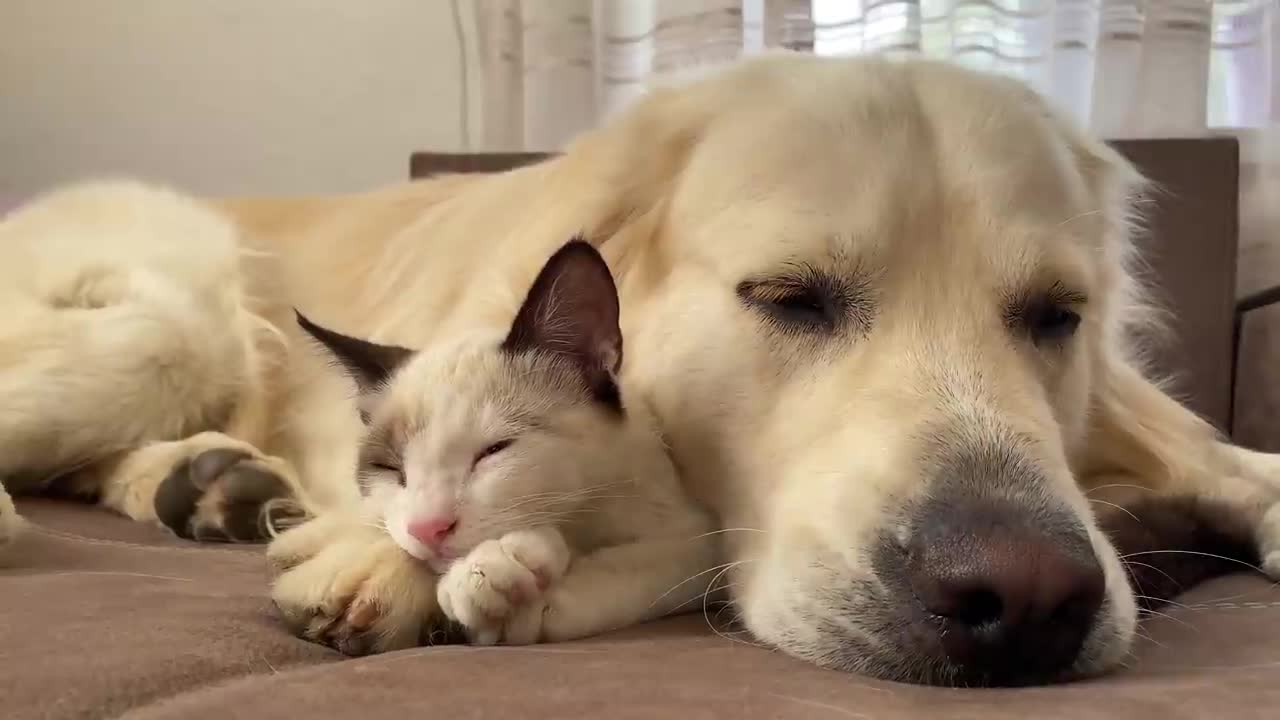 Golden Retriever uses a Kitten as a pillow!