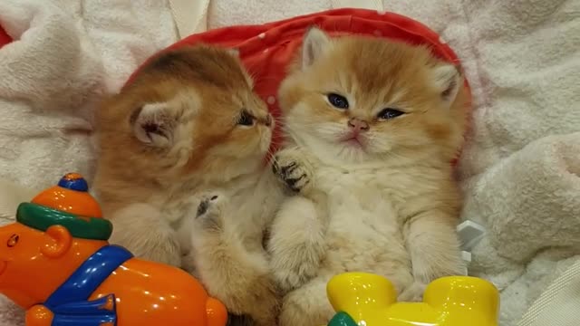 Kittens Relax and Rest in Rocking Chair