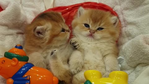 Kittens Relax and Rest in Rocking Chair