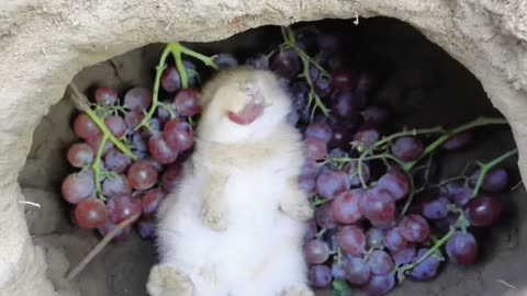 Happy bunny enjoying grapes