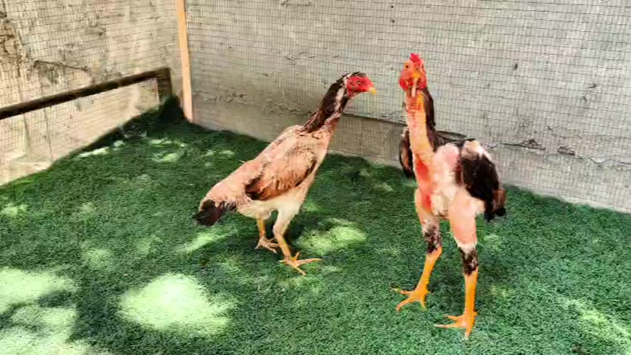 Young cock wants a chicken ❤️❤️❤️