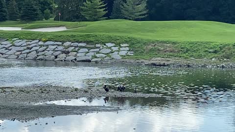 Egret and 3 cormorants