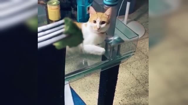 Very funny video for cats